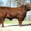 SUREWAY'S ROCKY STREET 227N --registration # RR603167-- IBBA Red Brangus Show Sire of Year 2007-2009 -- Most prolific Red Brangus registered bull in the IBBA database to date-- Owned with Buffaloe Cattle Co.-- Limited SEMEN @ $50