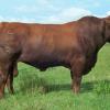 TK VALERO 101P6 --reg # RR603448-- --Top 3%  IBBA for Birth Weight EPD at -2.8 , (62% accuracy)--Grand Champion Bull at 2005 Houston Livestock Show -- Sire of grand champions in Mexico for co-owner Rancho Los Nogales  -- son of TK Klassic 590K2 and out of a  Summit Cadence daughter-- SEMEN @ $30