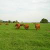 Triangle K Farms has over 100 breeding age  registered Red Brangus cows in production