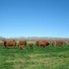 Kmiec Commercial Red Brangus Cow-Calf pairs--breed Triangle K Brangus bulls to your commercial cattle