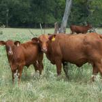 Kmiec commercial replacement heifers for sale.  Or make your own using Triangle K Brangus bulls.