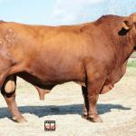 TK HIGHWAY 901S -- registration # 10047320--Senior Bull Champion Houston Livestock Show 2009 --son of Rocky Street -- CSS Semen @ $40--see video on the Bull page